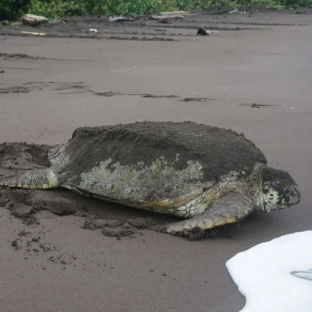 Desove de Tortuga Verde