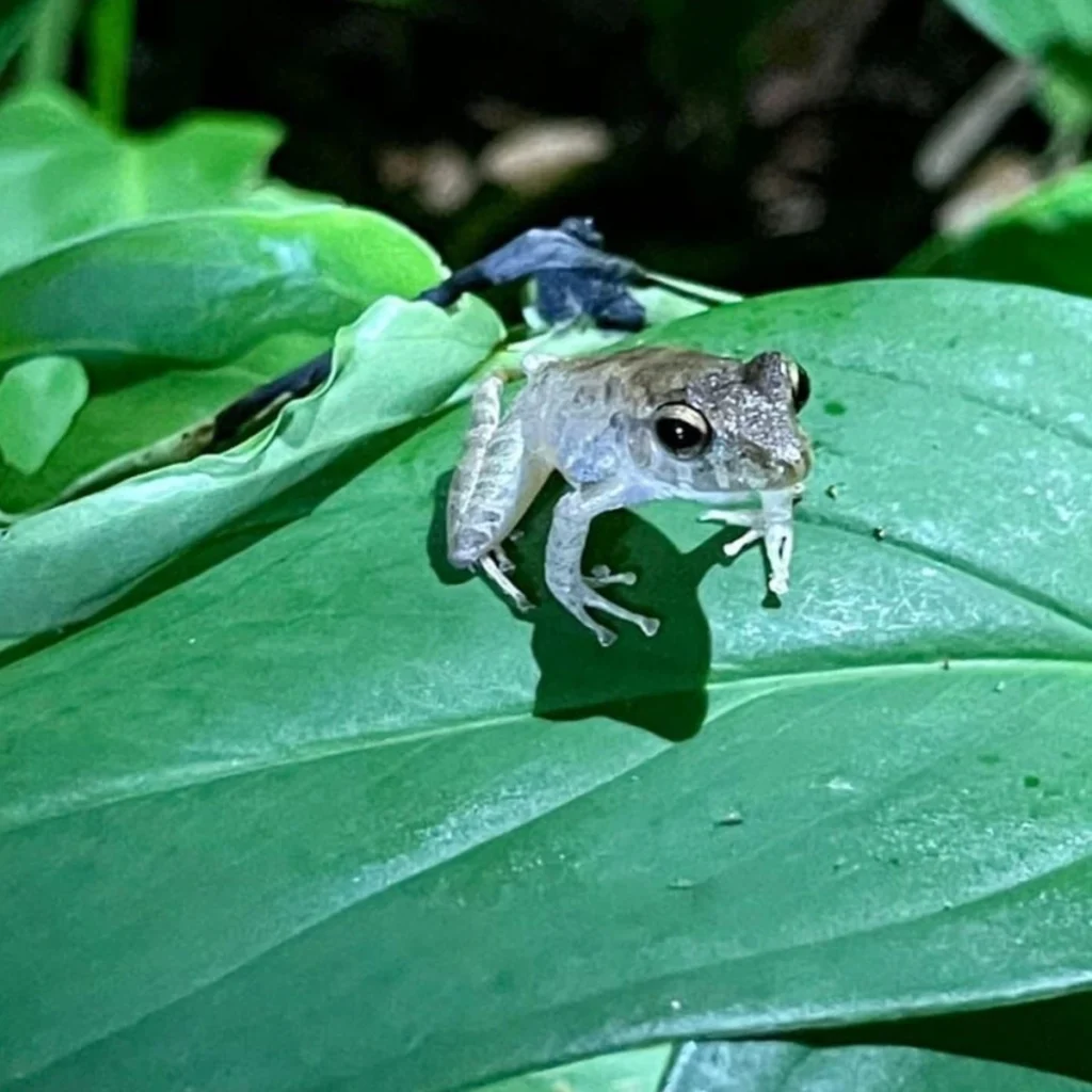 Chelonias_Tours_Caminata_Nocturna_4