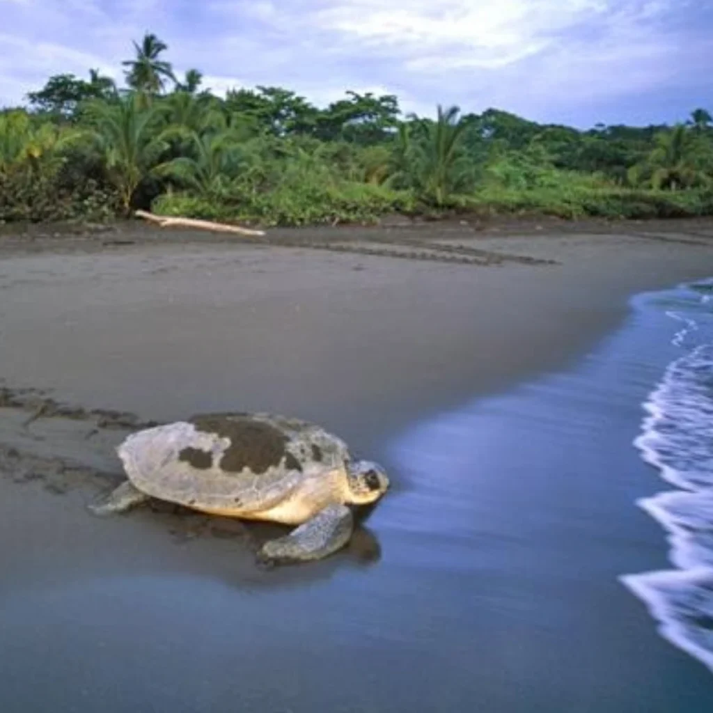 Chelonias_Tours_Desove_tortuga_Verde_Tortuguero_5 (2)