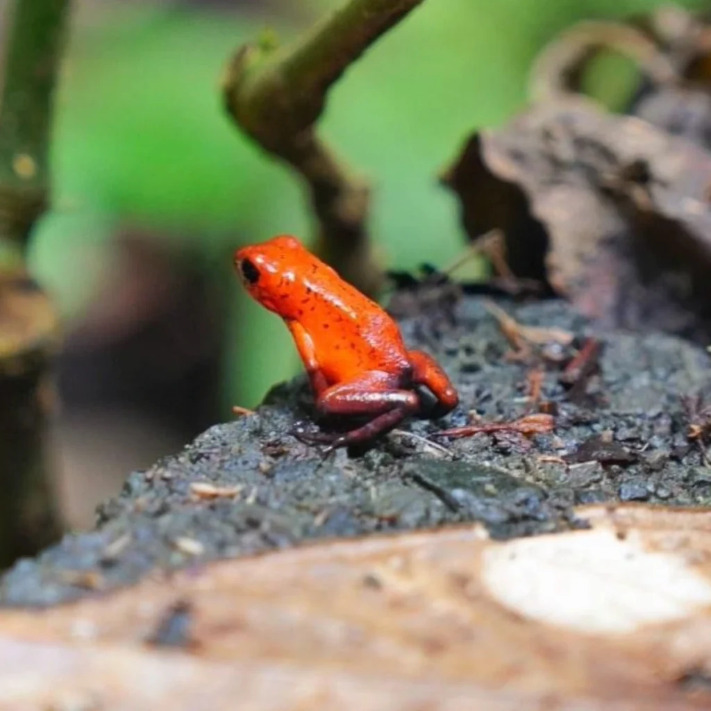 Sendero del Jaguar_Tortuguero_3