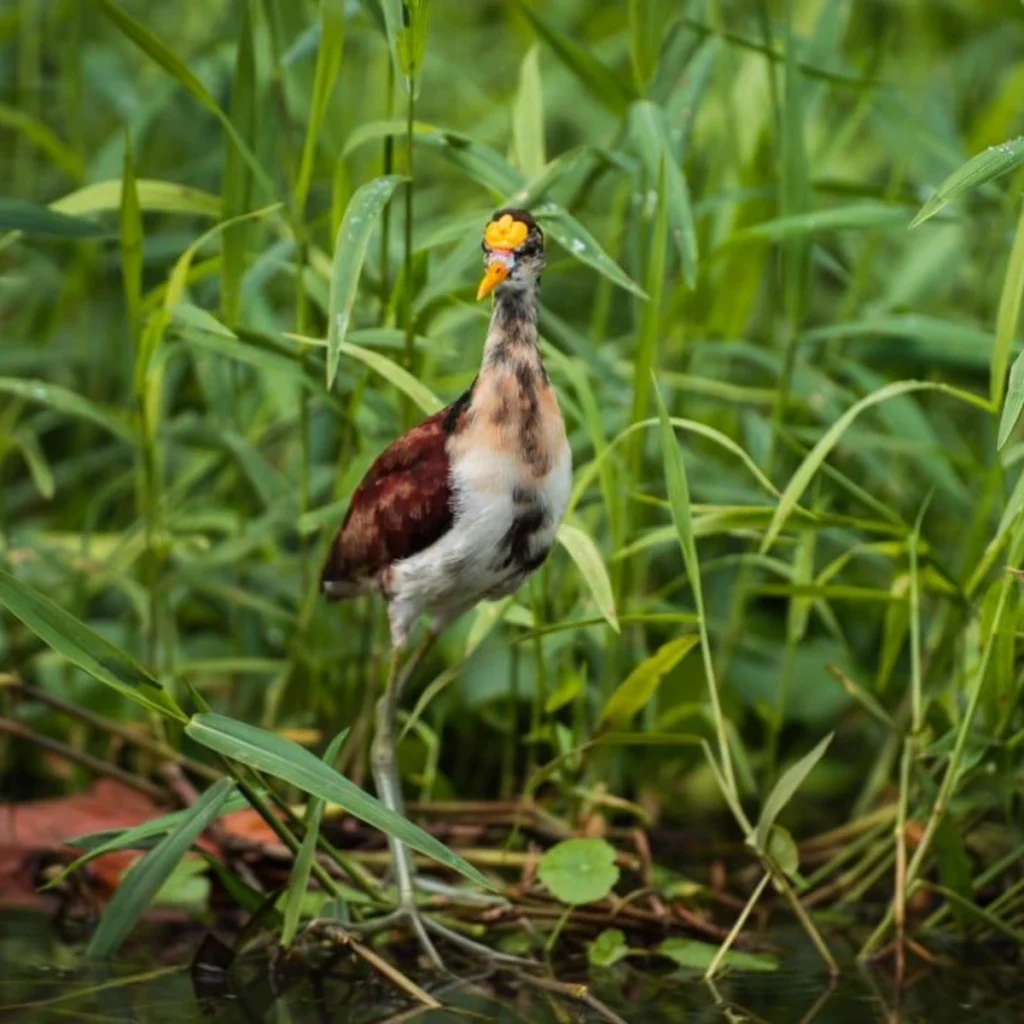 Tour de Canoa_Tortuguero_5