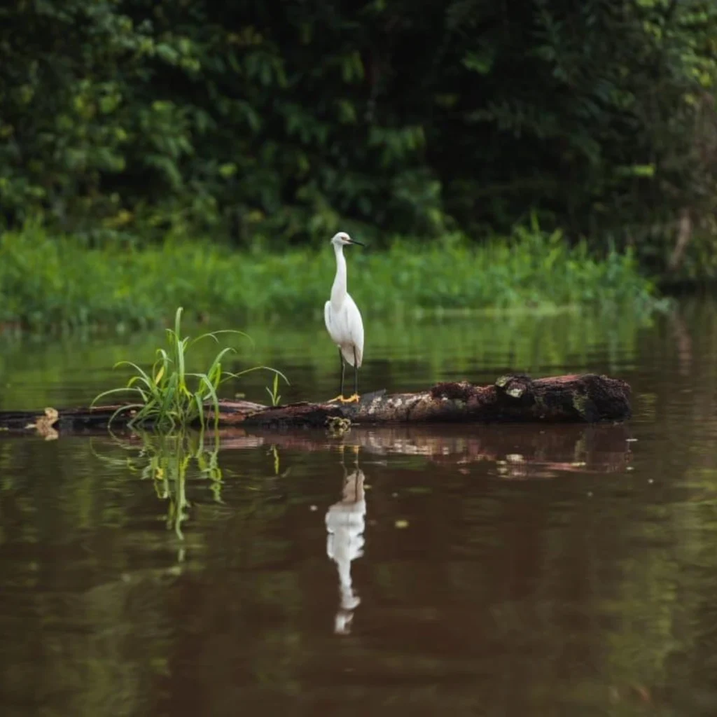 Tour de Canoa_Tortuguero_6
